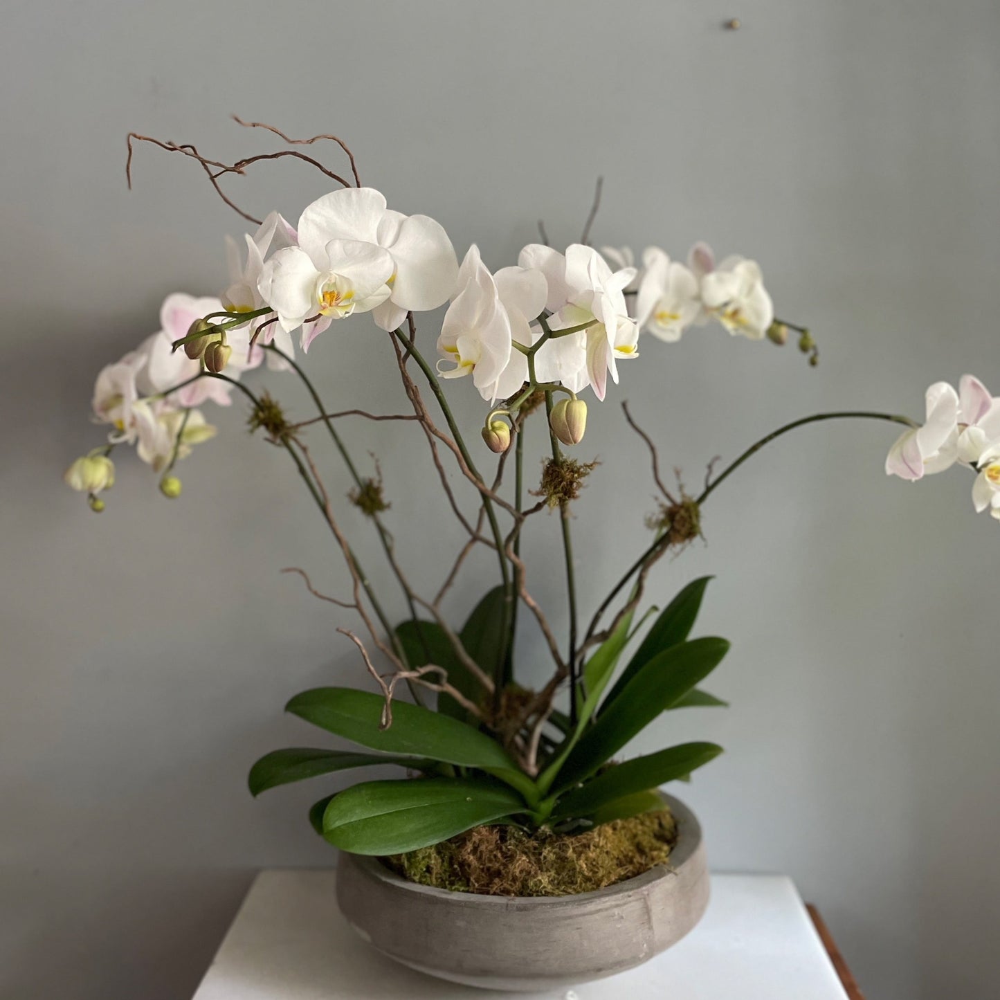 Deluxe Orchid Planter for Valentine's Day