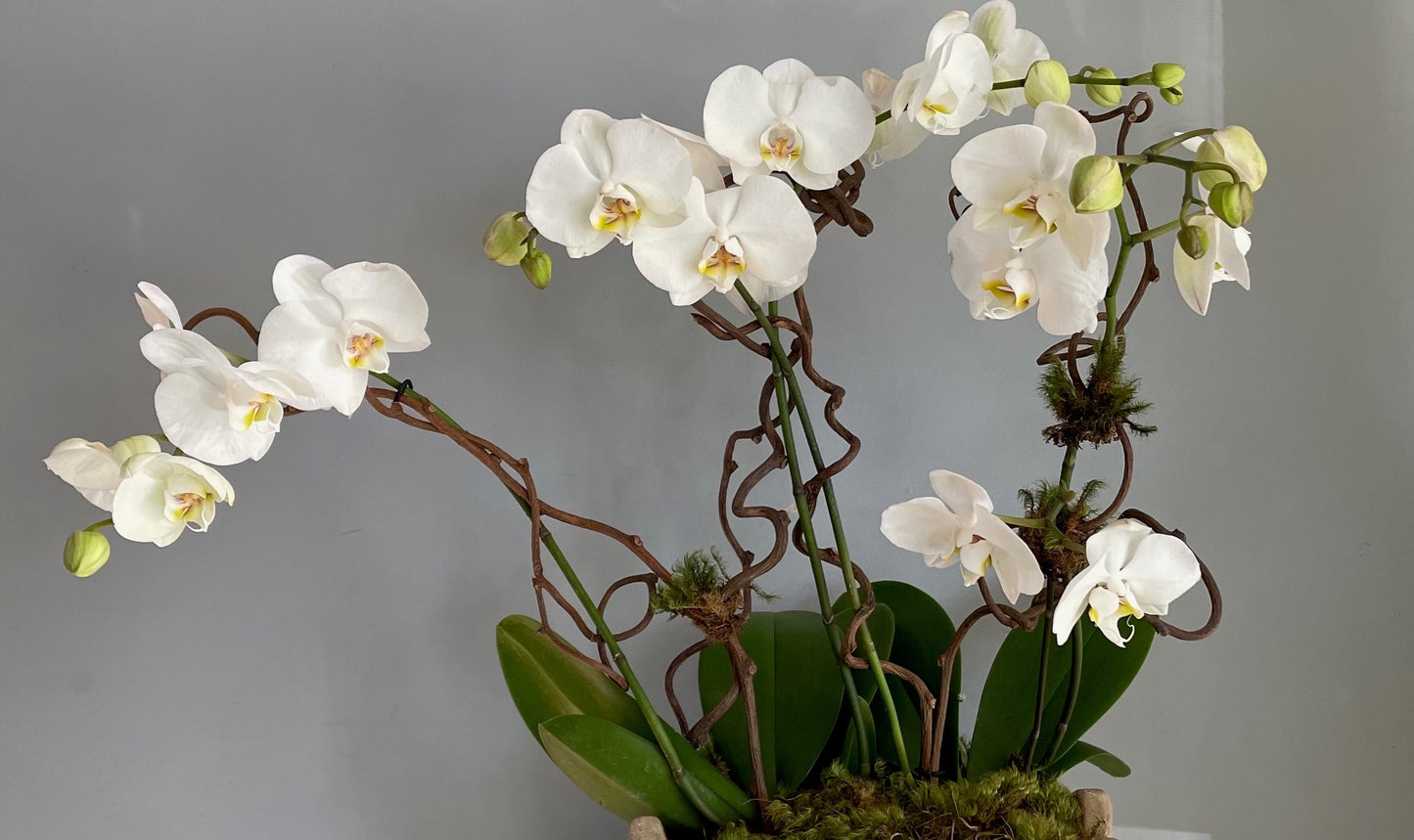 Deluxe Orchid Planter