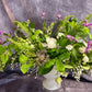 Celebrate Spring ($100-$290)