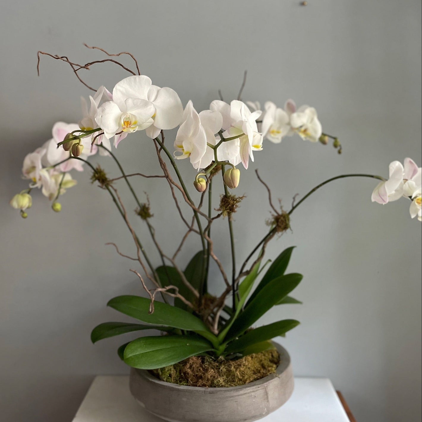 A white orchid planter with multiple stems of phalaenopsis orchids, accented with natural moss and branches, set against a neutral background.