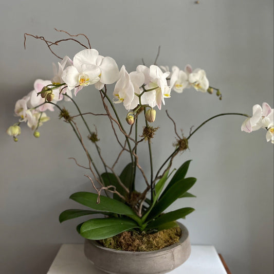 A white orchid planter with multiple stems of phalaenopsis orchids, accented with natural moss and branches, set against a neutral background.