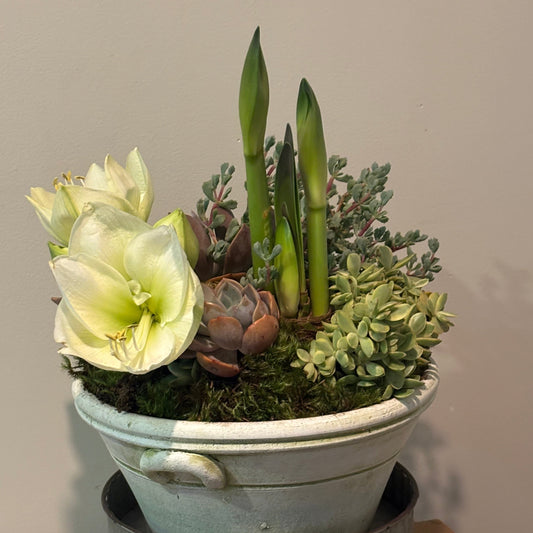 Mixed Potted Arrangement ($100-$250)