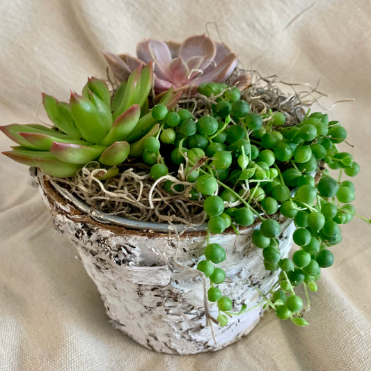 Birch Bark Succulent Planter