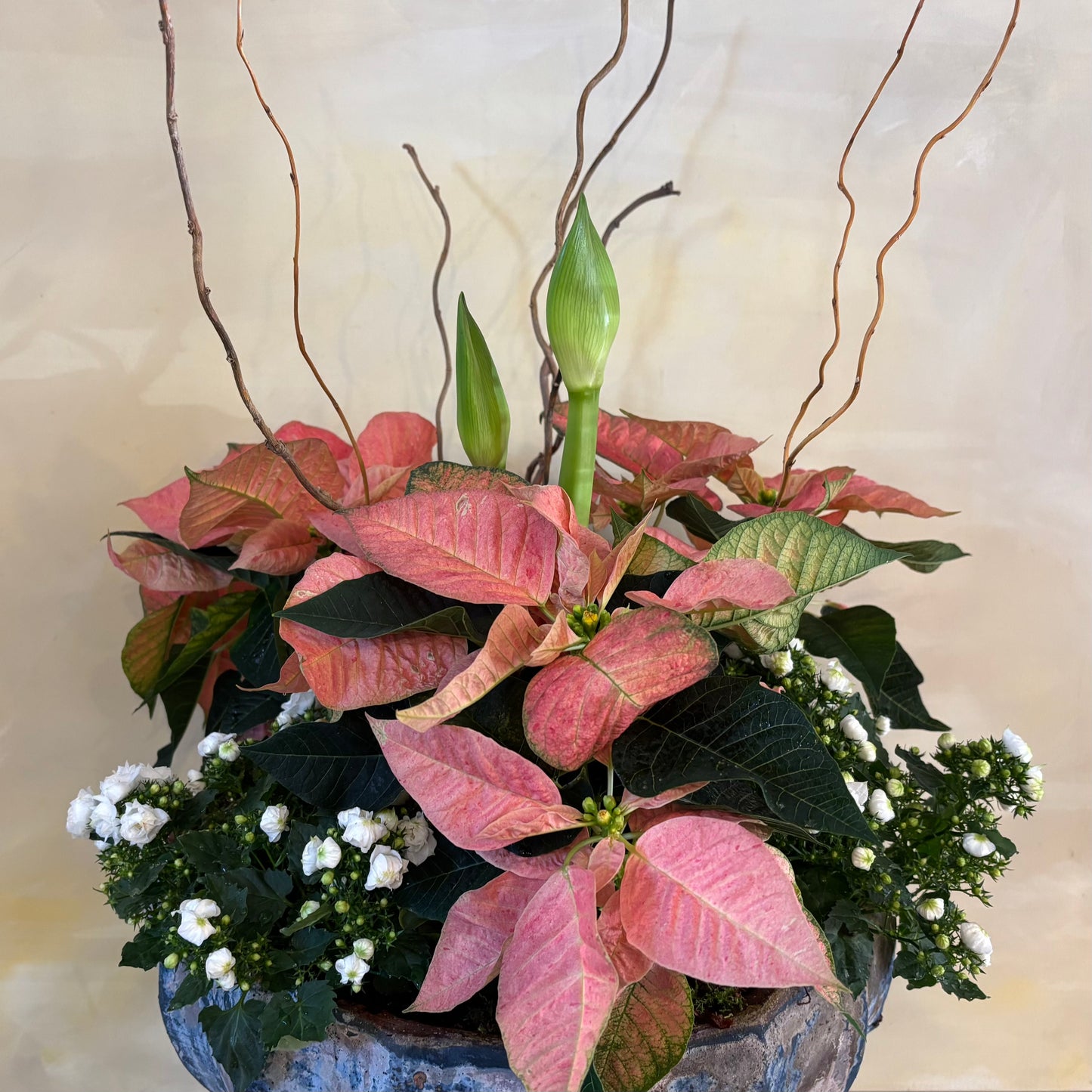 Deluxe Holiday Amaryllis Planter