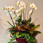 Premium Orchid Planter
